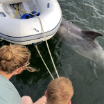 Manolino, der Delfin