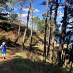 Wanderweg durch den Wald