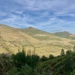 Weinberge soweit das Auge reicht!