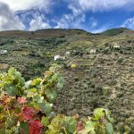 Weinberge Quinte Panascal