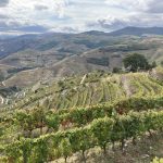 Weinstöcke ohne Ende