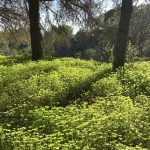 Blütenpracht im Nadelwald