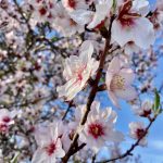 Blauer Himmel und Blüten