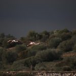 Flamingos im Landeanflug