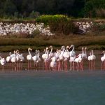 Flamingos am Rio Arade