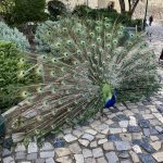 Überall stehen Pfaue...