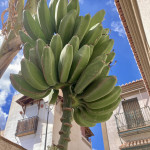 Unsere ersten Bananen!