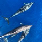 Unsere Lieblingsbegleiter