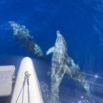 Delfine am Bug der KISS