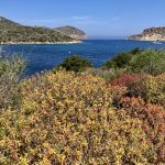 Blühende Landschaft auf Cabrera