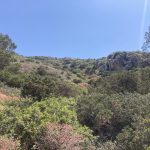 Eine unerwartet grüne Insel