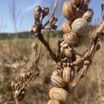 Schnecken ohne Ende...