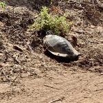 Schildkröte am Wegesrand