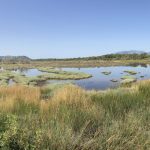 Die Landschaft ist überraschend feucht