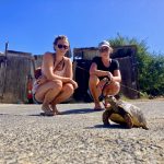 Schildkröte auf Canouan