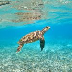 Schnorcheln mit Schildkröten