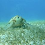 Schnorcheln mit Schildkröten