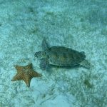 Schnorcheln mit Schildkröten