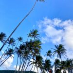 Palmen auf Bequia