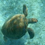 Schnorcheln mit Schildkröten