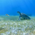 Schnorcheln mit Schildkröten