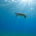 Schnorcheln mit Schildkröten