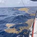 Die ersten kleinen Seegrasfelder