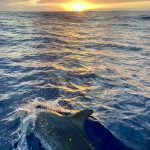 Delfine begleiten uns in die Nacht hinein