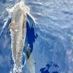 Gern gesehene Besucher