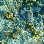 Schnorcheln bei Pigeon Island