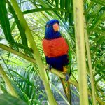 Bewohner im botanischen Garten