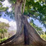 im botanischen Garten
