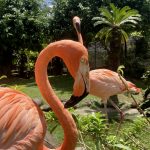 Farbenfrohe Flamingos