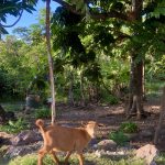 Ziegen am Straßenrand