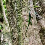 Eidechse am Wegesrand