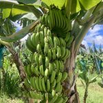 Bananen am Wegesrand