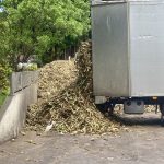 Anlieferung von Zuckerrohr