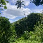 Ausblick vom Kanal aus