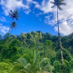 Palmen in Chateaubelair