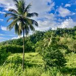 Wunderbar grünes St. Vincent