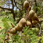 Tamarinde