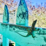 Eidechsen sind hier überall