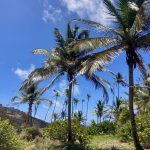 Palmen auf Petite Nevis