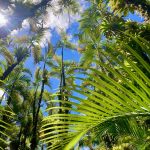 Palmen ohne Ende