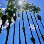 Palmen können ganz schön hoch werden