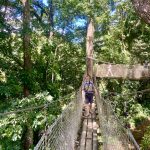 Auf dem Baumwipfelpfad