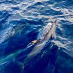 endlich wieder Delfine...