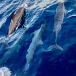 unsere Begleit-Delfine