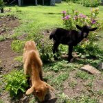 junge Ziegen am Wegesrand