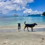 Unsere vierbeinigen Begleiter